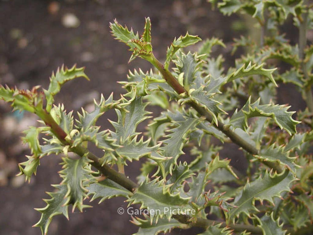 Ilex aquifolium ‚Crassifolia‘