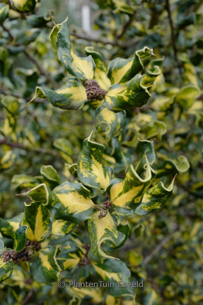 Ilex aquifolium ‚Crispa Aureopicta‘