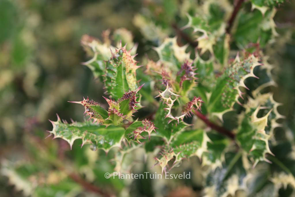 Ilex aquifolium ‚Ferox Argentea‘