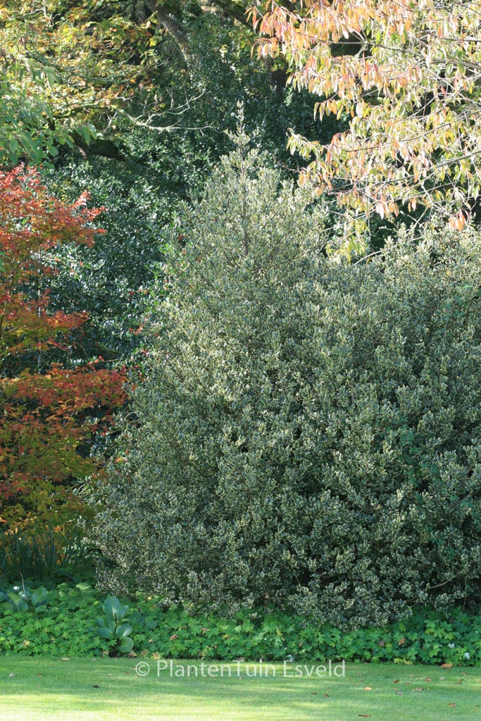 Ilex aquifolium ‚Ferox Aurea‘