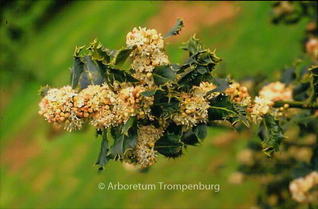 Ilex aquifolium ‚Ferox‘