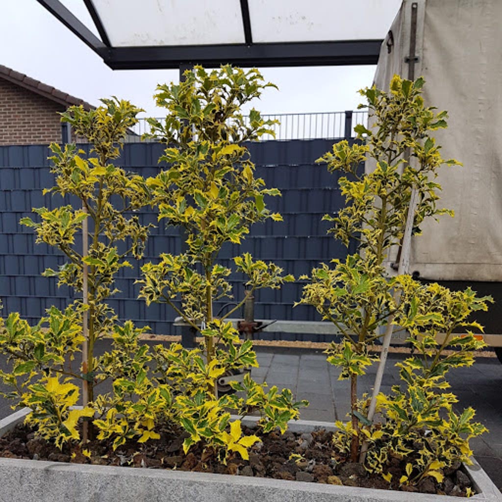 Ilex aquifolium ‚Golden DJ‘