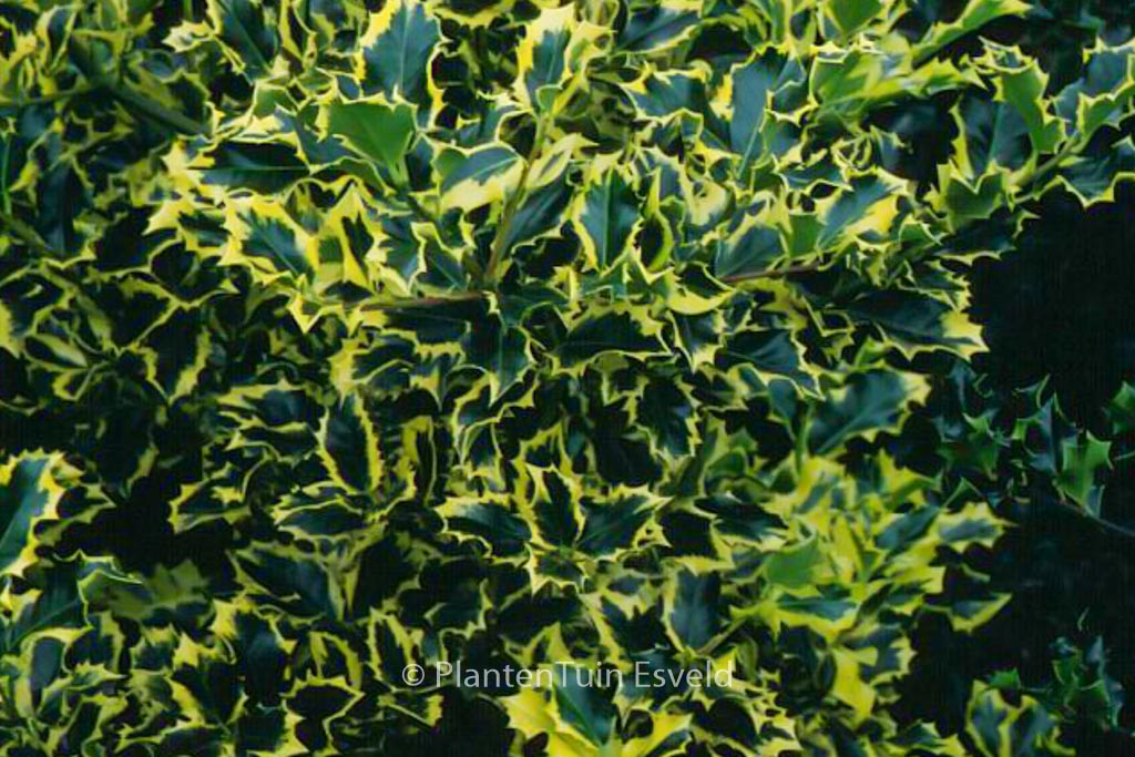 Ilex aquifolium ‚Golden Queen‘