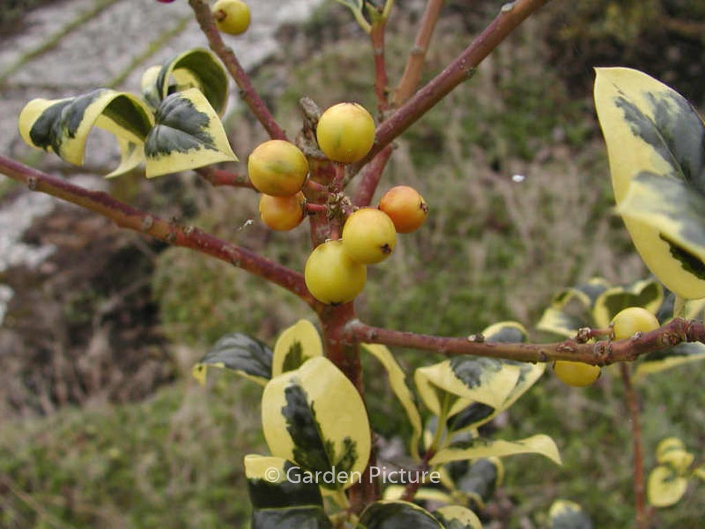 Ilex aquifolium ‚Golden van Tol‘