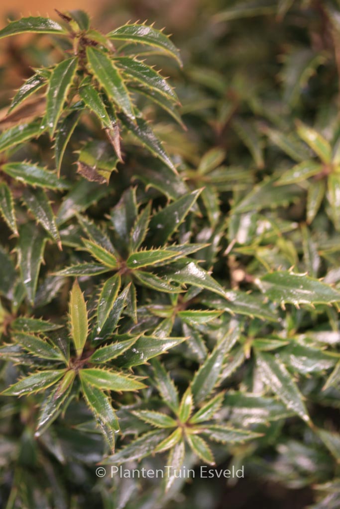 Ilex aquifolium ‚Hachzwerg‘ (HECKENZWERG)
