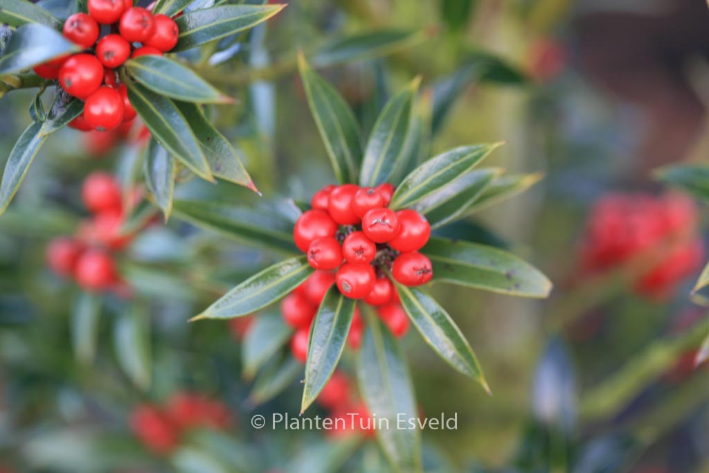 Ilex aquifolium ‚Harpune‘