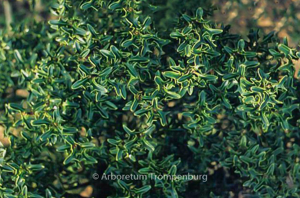 Ilex aquifolium ‚Hastata‘