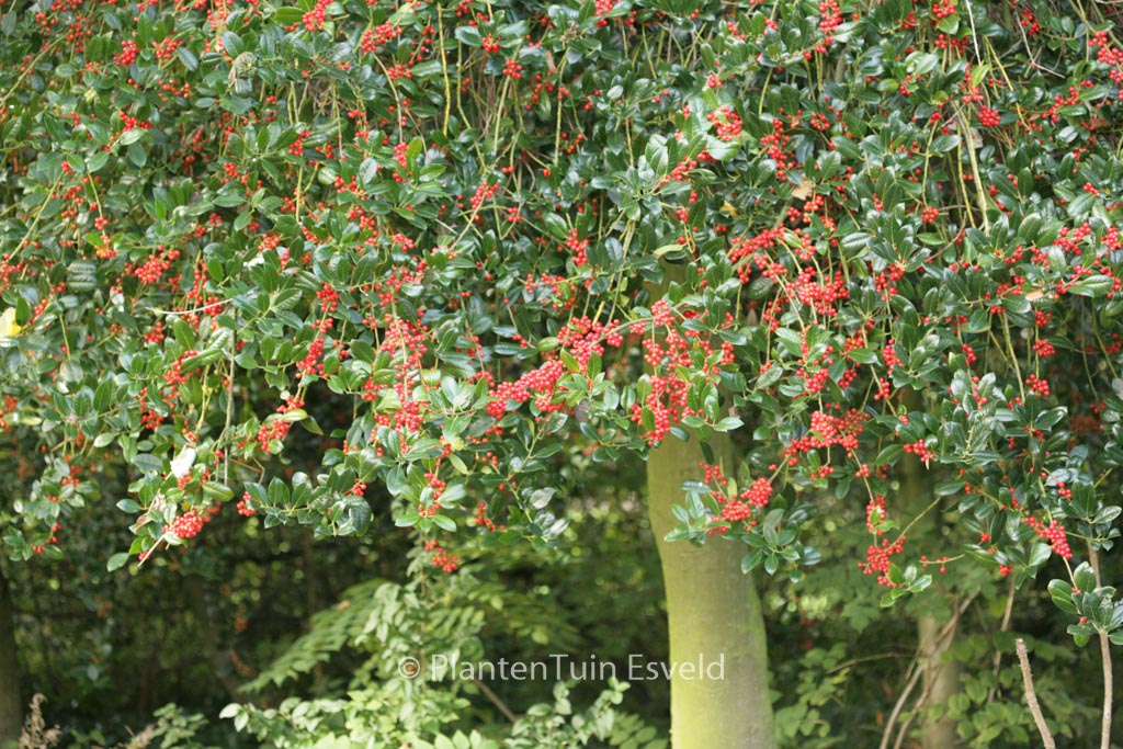 Ilex aquifolium ‚J.C. van Tol‘