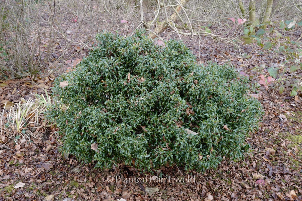 Ilex aquifolium ‚Lichtenthalii‘