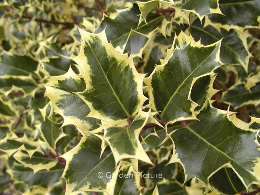 Ilex aquifolium ‚Mme Briot‘