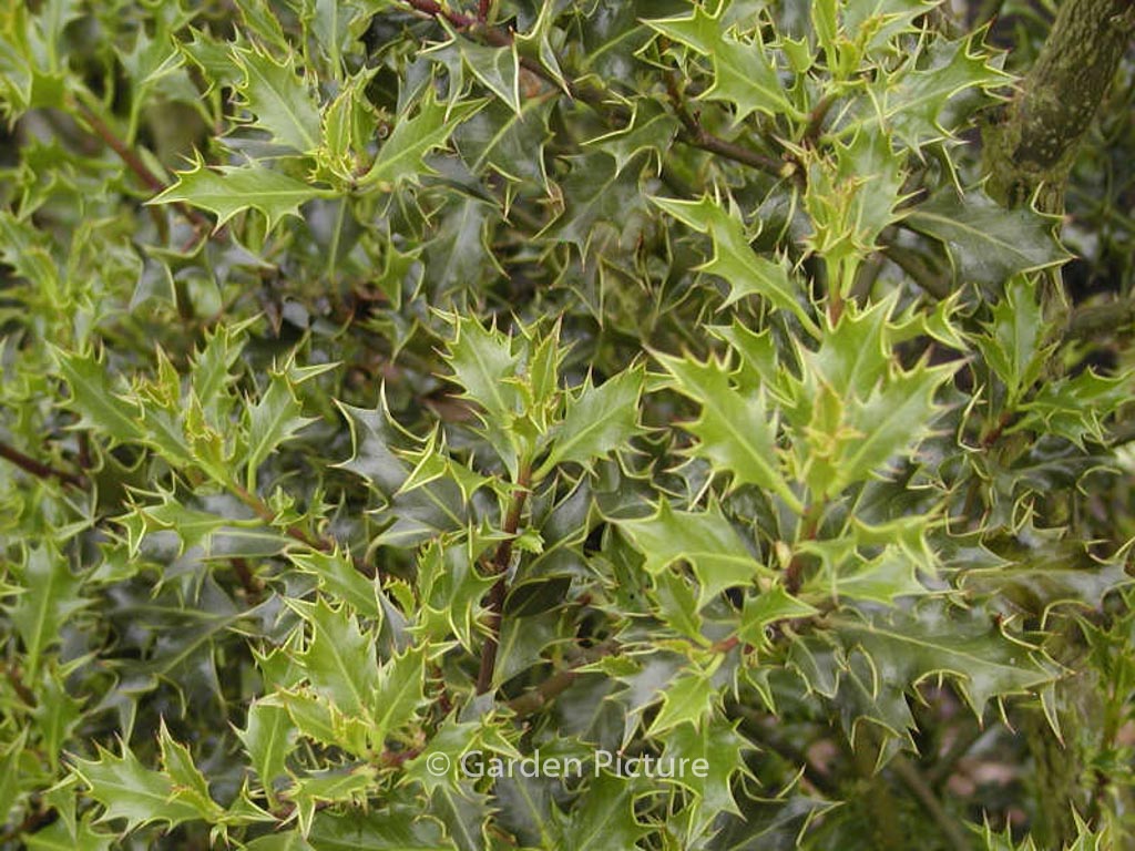 Ilex aquifolium ‚Monstrosa‘