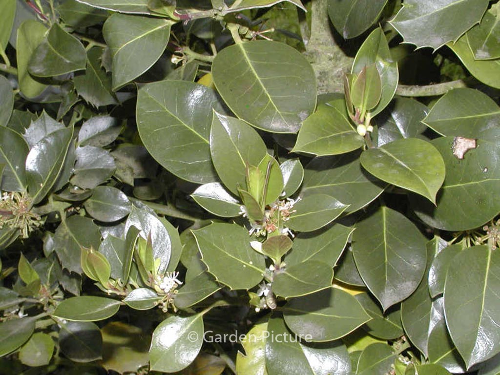 Ilex aquifolium ‚Nigricans‘