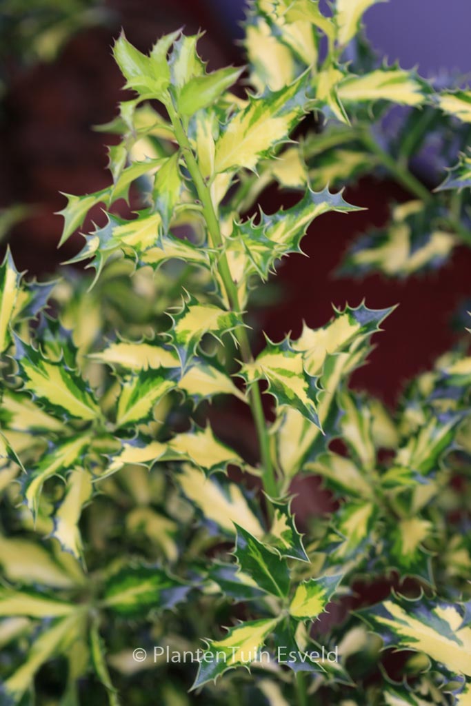 Ilex aquifolium ‚Northern Lights‘