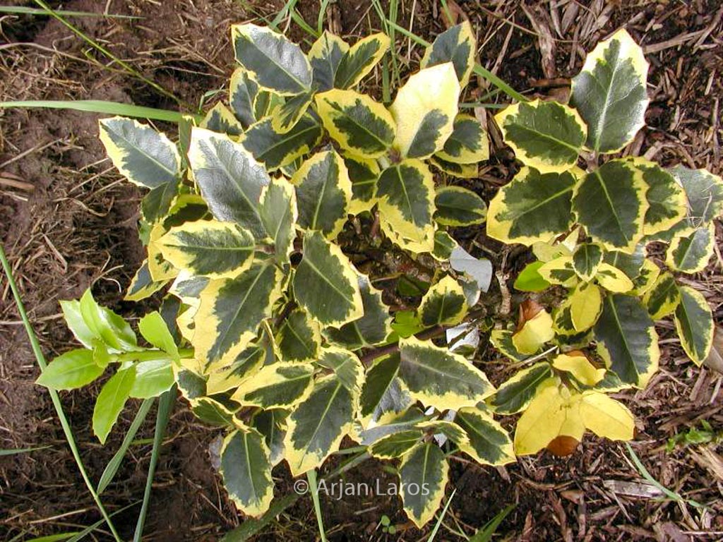 Ilex aquifolium ‚Ovata Aurea‘