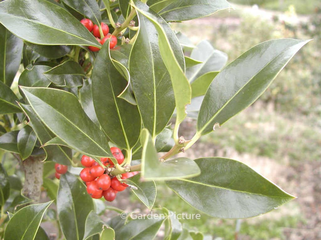 Ilex aquifolium ‚Pyramidalis‘