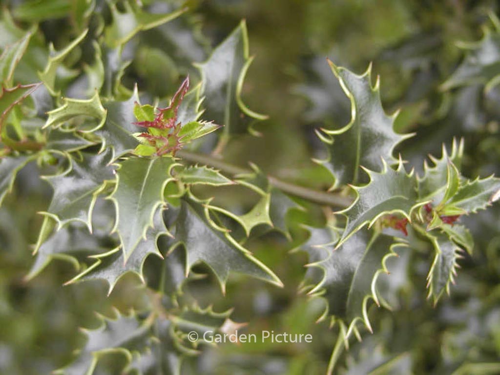 Ilex aquifolium ‚Recurva‘