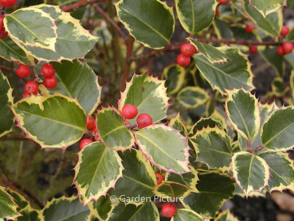 Ilex aquifolium ‚Rubricaulis Aurea‘