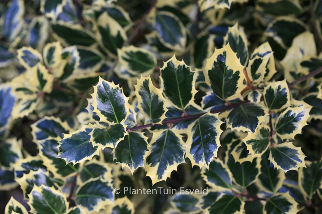 Ilex aquifolium ‚Silver Queen‘