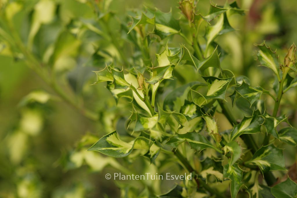 Ilex aquifolium ‚Somerset Cream‘
