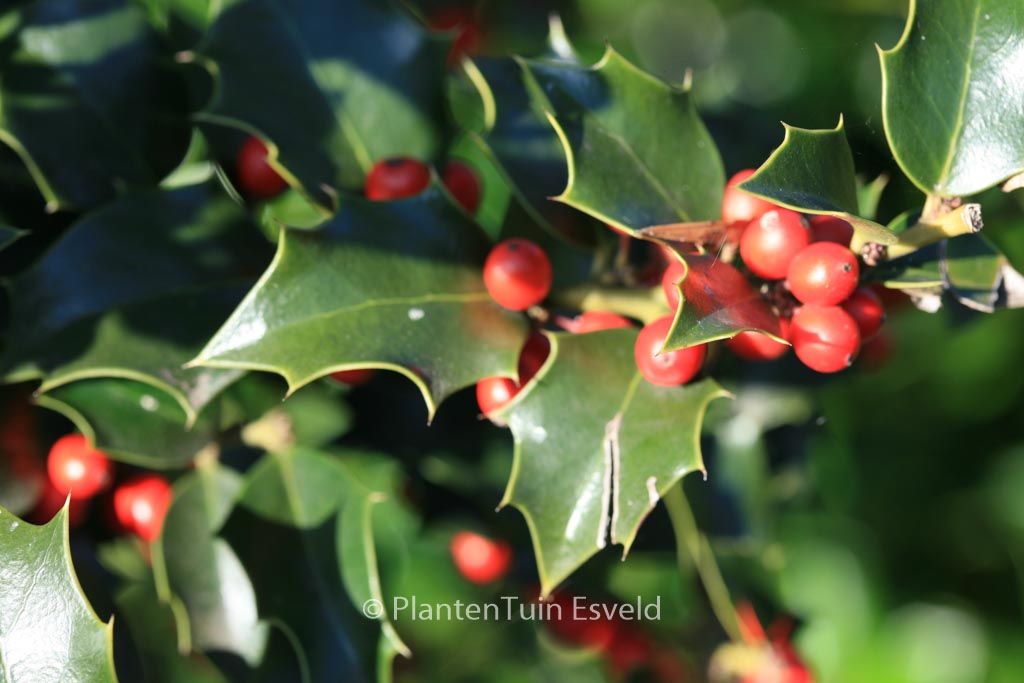 Ilex aquipernyi ‚Brilliant‘