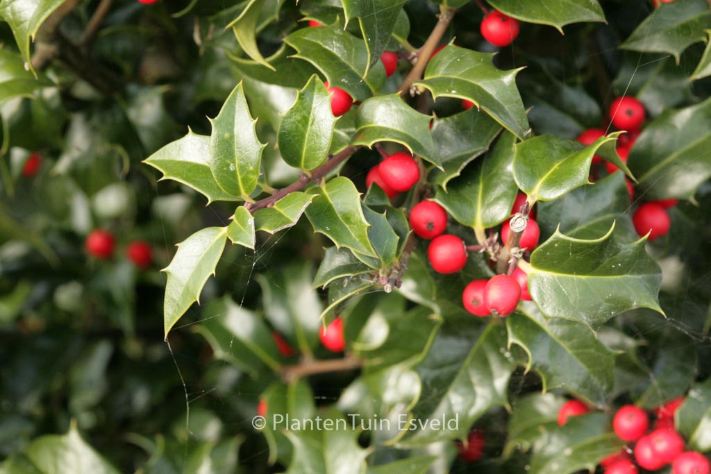 Ilex aquipernyi ‚Meschick‘ (DRAGON LADY)