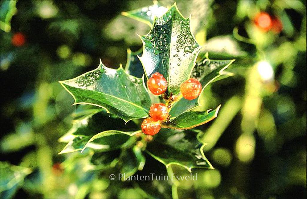 Ilex aquipernyi ‚San Jose‘