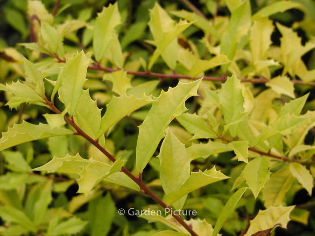 Ilex attenuata ‚Sonny Foster‘