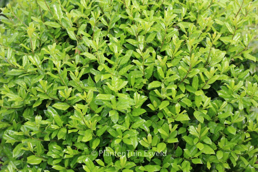 Ilex cornuta ‚Anicet Delcambre‘