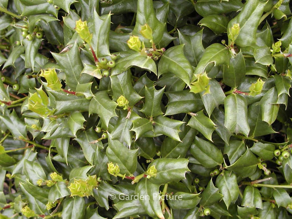 Ilex cornuta ‚Hitchcock‘