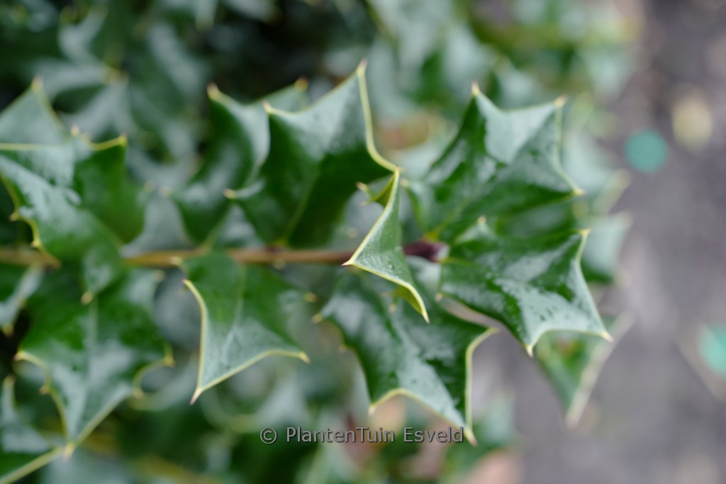 Ilex cornuta ‚Mercury‘
