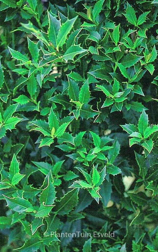 Ilex cornuta ‚Red Robe‘