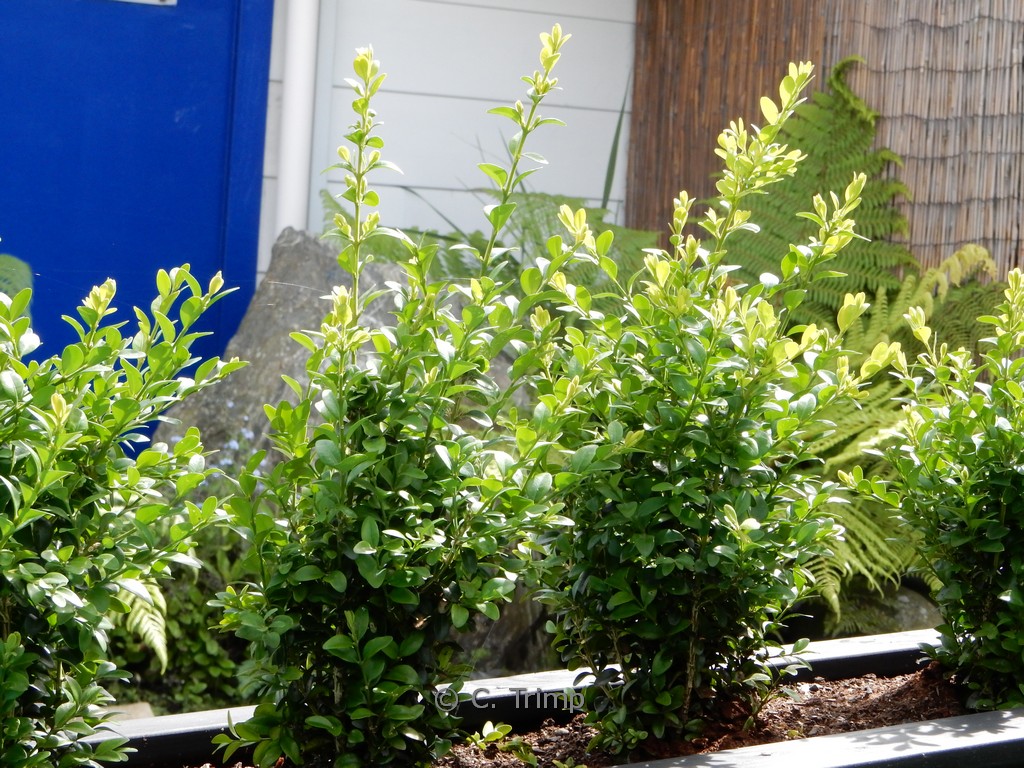 Ilex crenata ‚Caroline Upright‘ (DARK STAR)