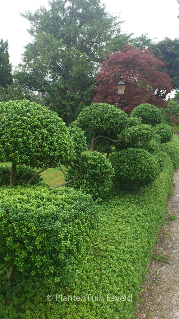 Ilex crenata ‚Convexa‘