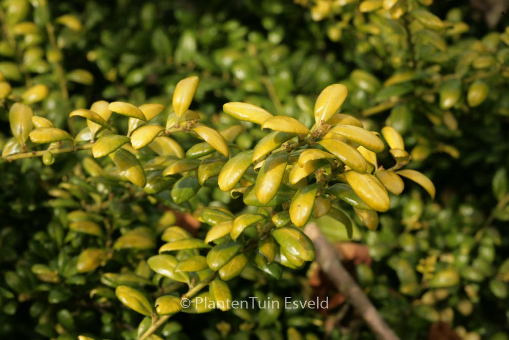 Ilex crenata ‚Convexed Gold‘