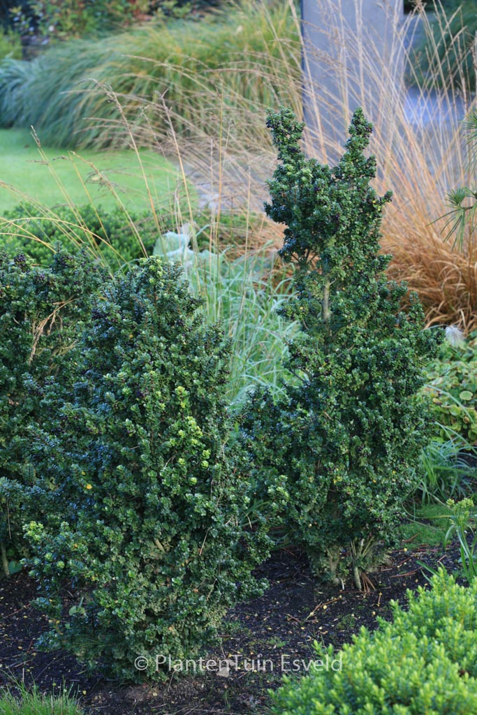 Ilex crenata ‚Dwarf Pagoda‘