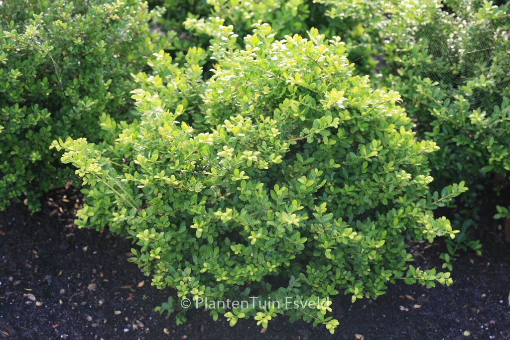 Ilex crenata ‚Gloria‘