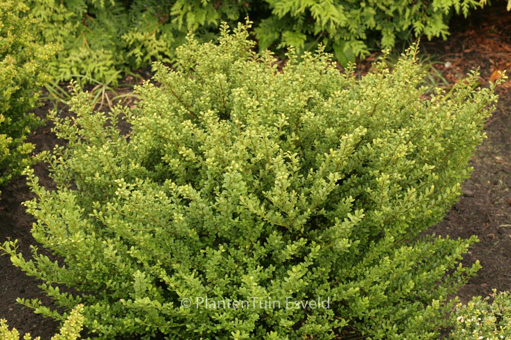 Ilex crenata ‚Glorie Dwarf‘