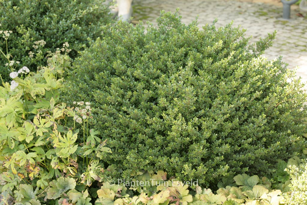 Ilex crenata ‚Glory Gem‘