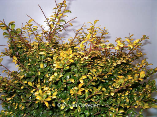Ilex crenata ‚Gold Tip‘
