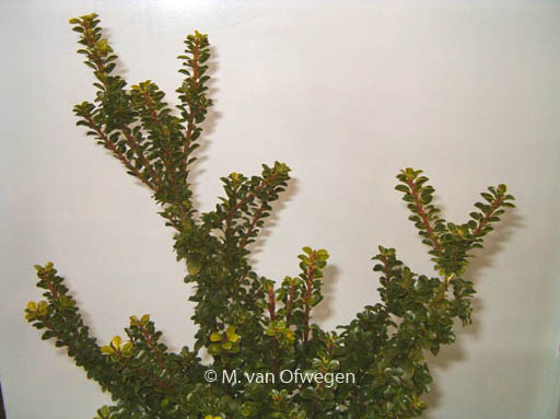 Ilex crenata ‚Green Dragon‘