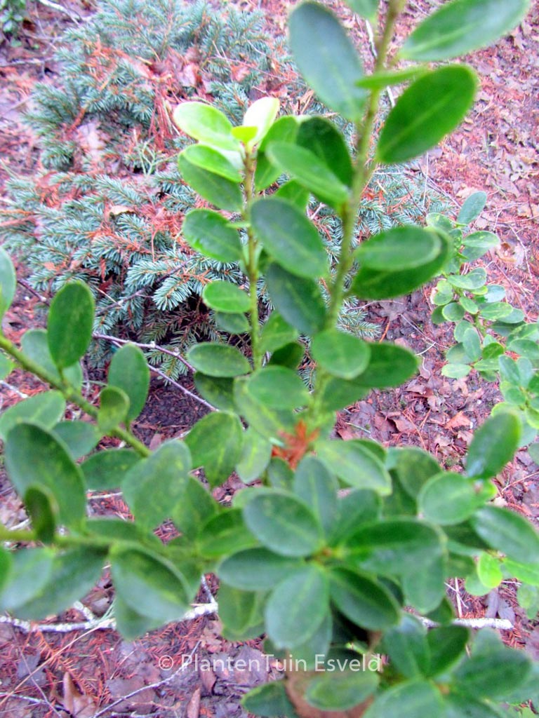 Ilex crenata ‚Green Hedge‘