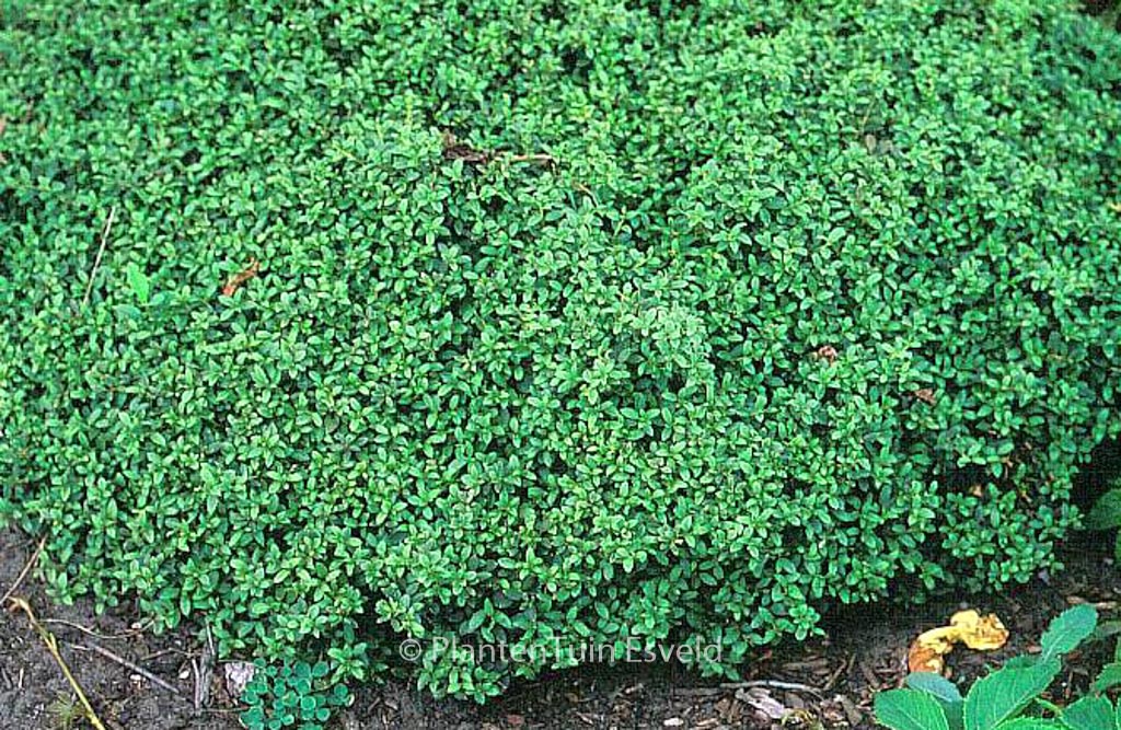 Ilex crenata ‚Helleri‘