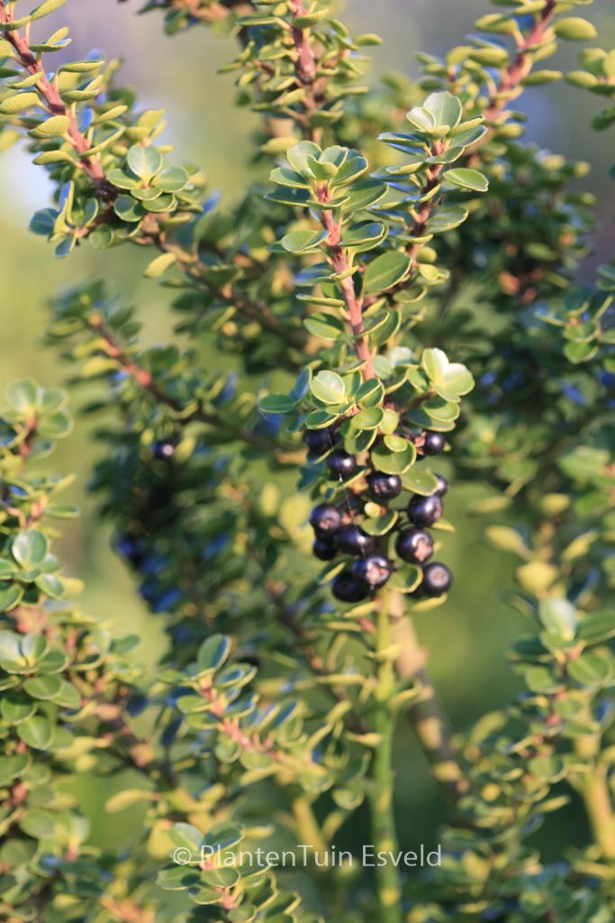 Ilex crenata ‚Mariesii‘