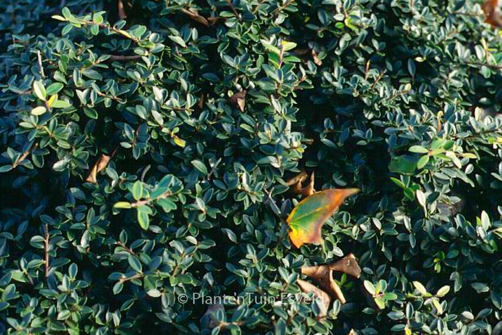 Ilex crenata ‚Microphylla‘