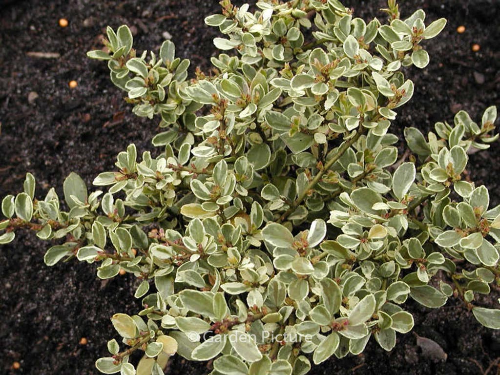 Ilex crenata ‚Shiro fukurin‘