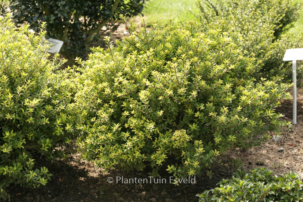 Ilex crenata ‚Twiggy‘