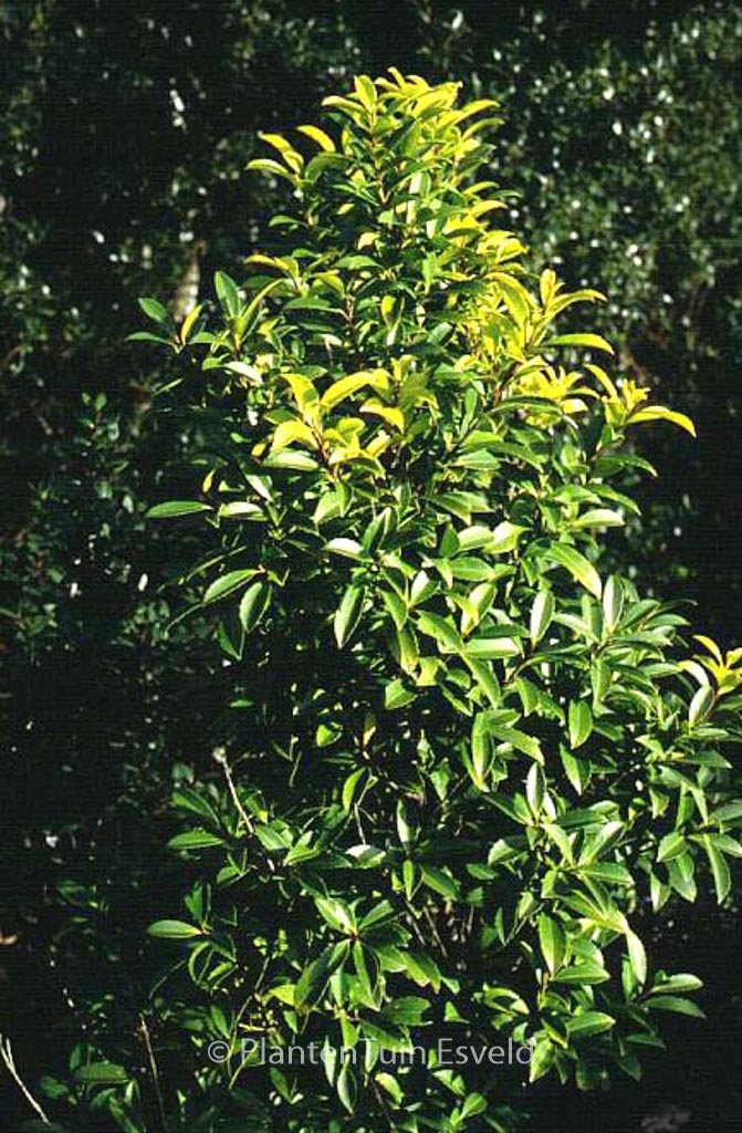 Ilex crenata fukusawana