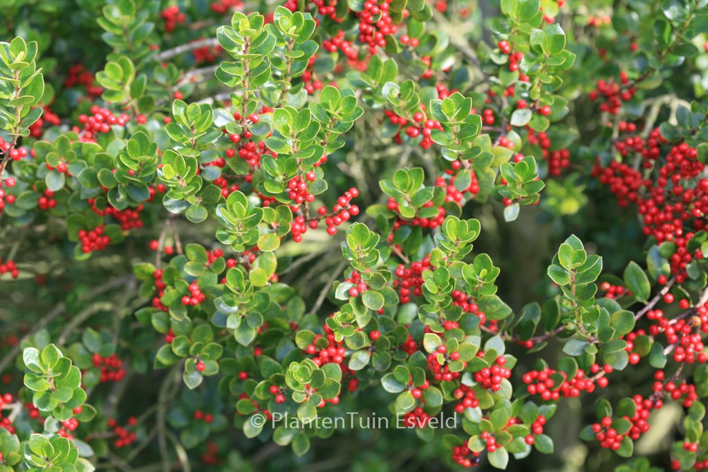 Ilex dimorphophylla