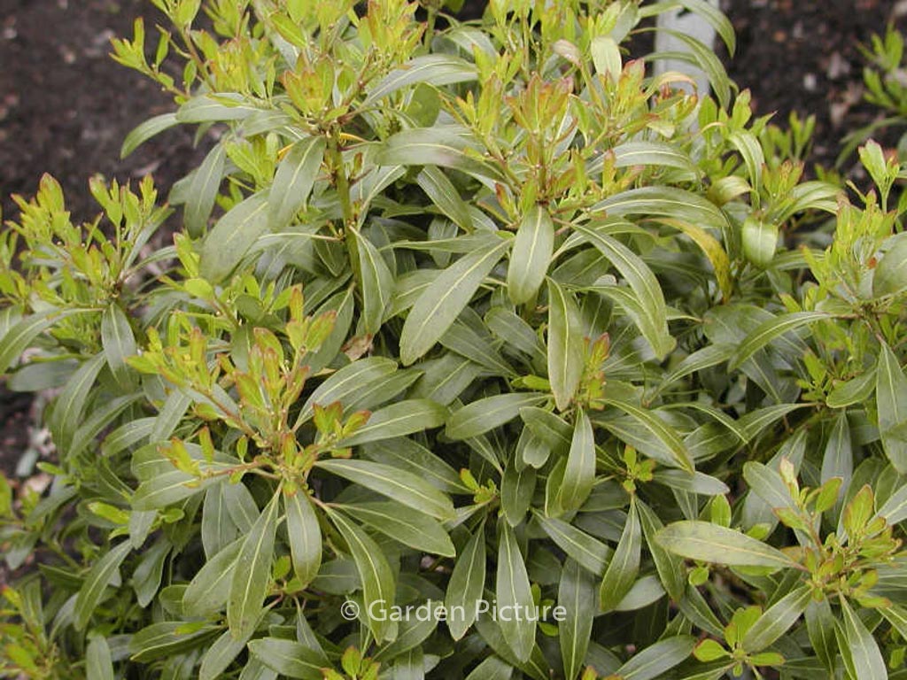 Ilex glabra ‚Chamzin‘ (NORDIC)