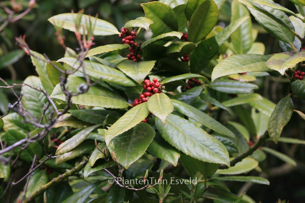Ilex latifolia